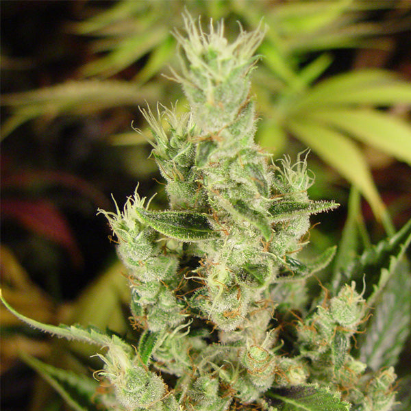 Amnesia Haze 10 unità femm. Soma Seeds