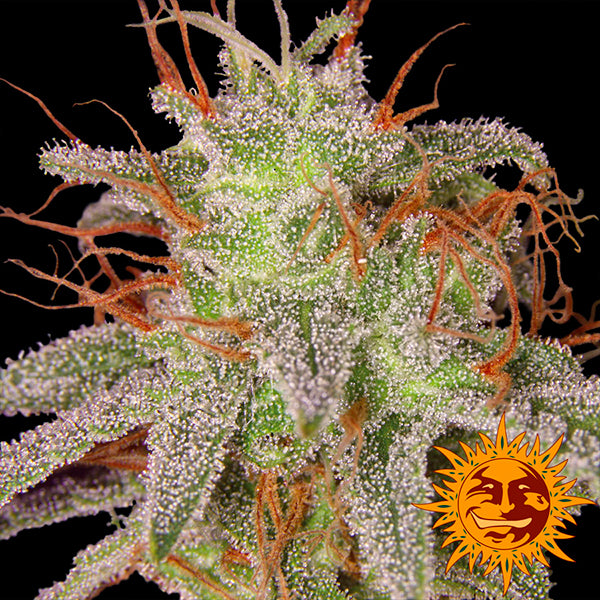 Amnesia Lemon 1 u. fem. Barney's