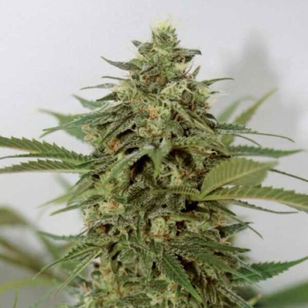 Amnesia Lemon Pie  1 u. fem. Garden of Green Seeds