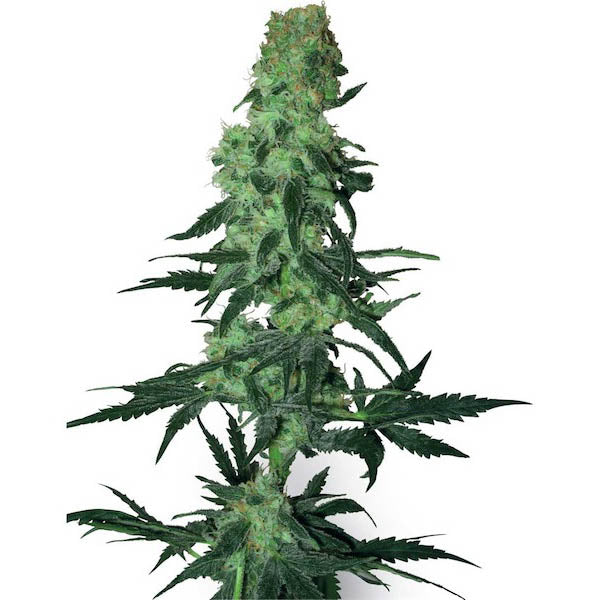 Amnesia White 10 unità reg. White Label