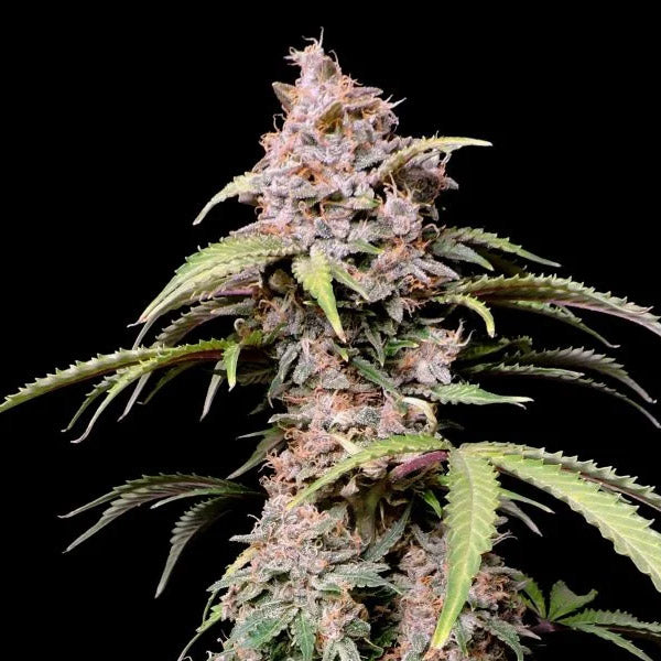 Amnesia Zkittlez Auto 1 pc. fem. FastBuds Seeds