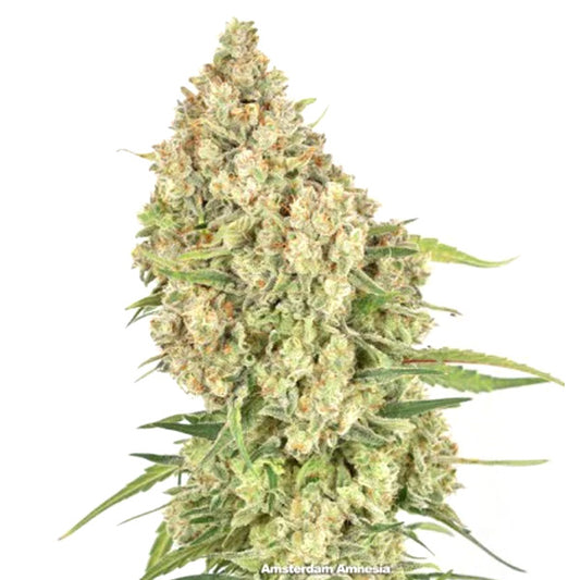 Amsterdam Amnesia 10 pz. fem. Dutch Passion