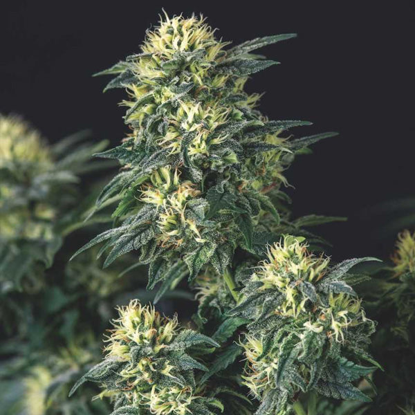 Anesthesia x Runtz 5 pcs. fem. Pyramid Seeds Gold Line