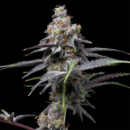 Animal Cake X Hollywood 6 u. fem Cookies Seed Bank
