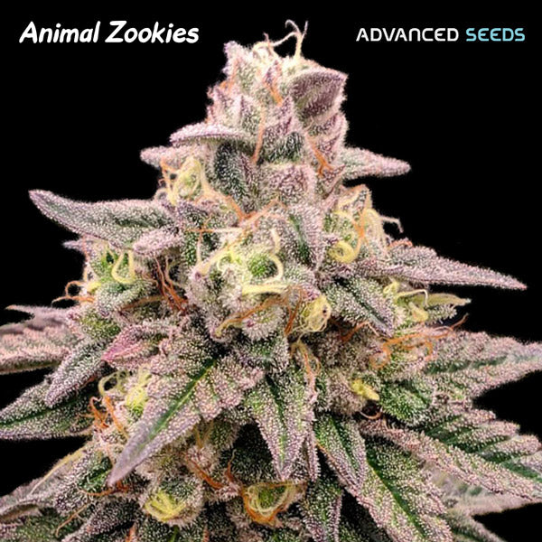 Animal Zookies 5 + 2 fem. seeds Advanced Seeds