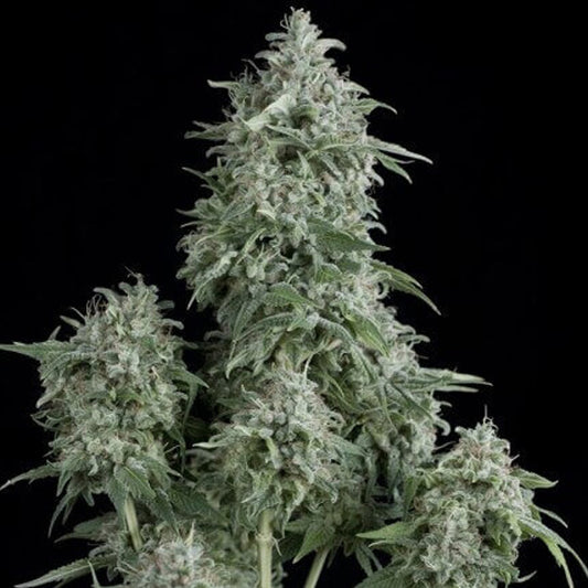 Anubis  7 u. Reg. Pyramid Seeds