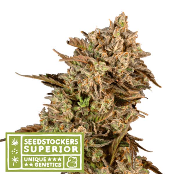 Apollo Black Cherry fem.  3 u. Seedstockers Superior