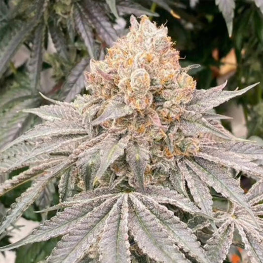 Apple B 6 u. fem Karma Genetics