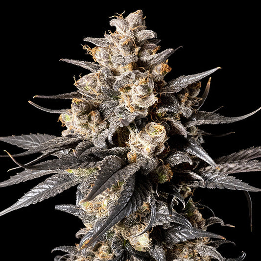 Apple Bananas 25 u. fem. 00 Seeds