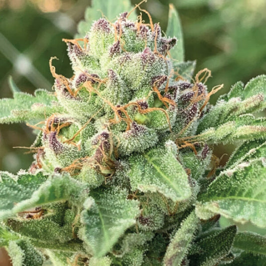 Apple Blossom 3 u. fem Humboldt Seeds Company