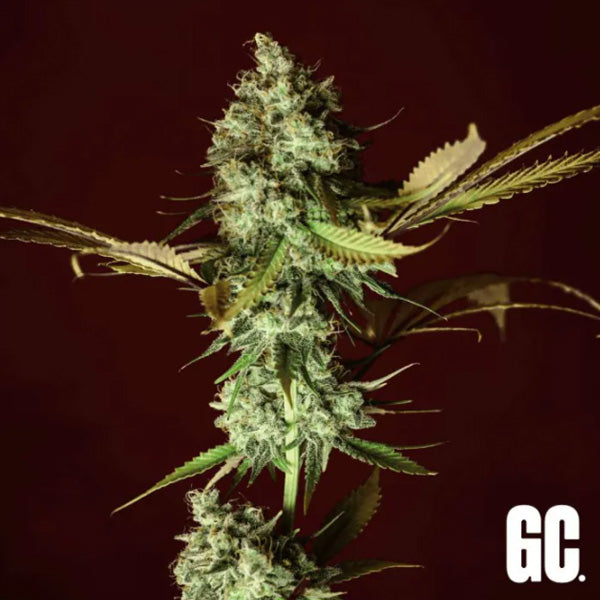 Apple Cru 3 u. fem  Grand Cru Genetics
