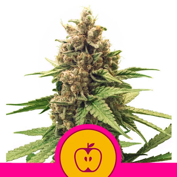 Apple Fritter 1 u. fem. Royal Queen