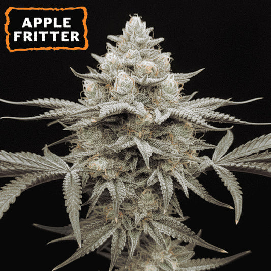 Apple Fritter  fem.   15 u. Seedstockers