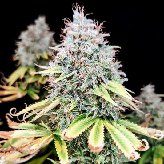Apple OG 1 u. fem Pure Instinto
