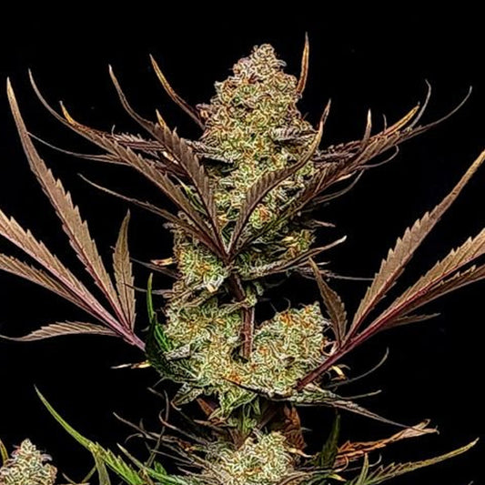 Apple Strudel Auto 10 u. fem. FastBuds Seeds