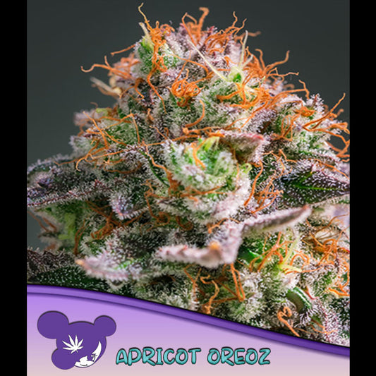 Apricot Oreoz 10 u. fem Anesia