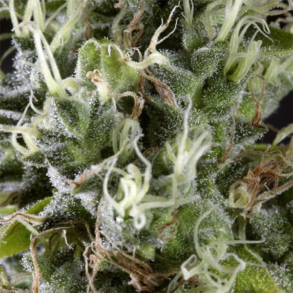 Arjan Haze #3 - 5 pz. fem. Green House
