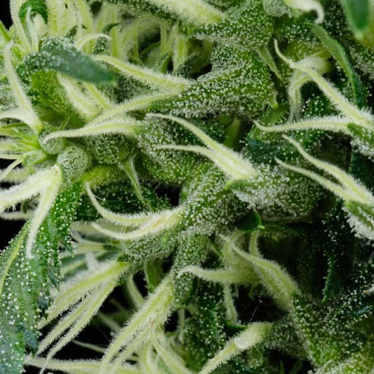 Arjan Ultra Haze #2 (Mango Haze) -  1 u. fem. Green House
