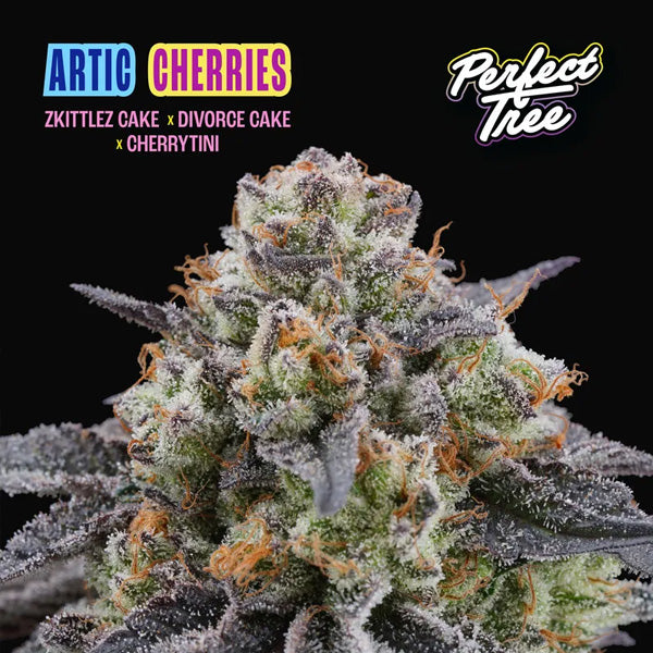 Artic Cherries 6 u. femminizzati Perfect Tree