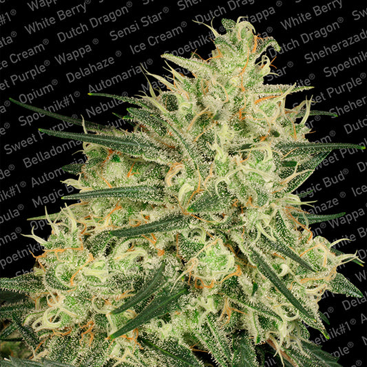 Atomical Haze 3 pc. fem. Paradise Seeds