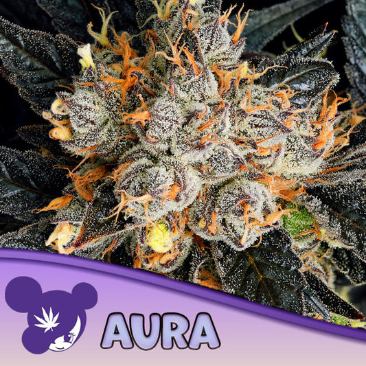 Aura  3 u. fem Anesia