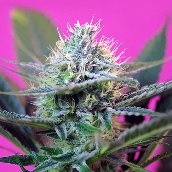 Auto + Speed 5+2 u. fem. Sweet Seeds