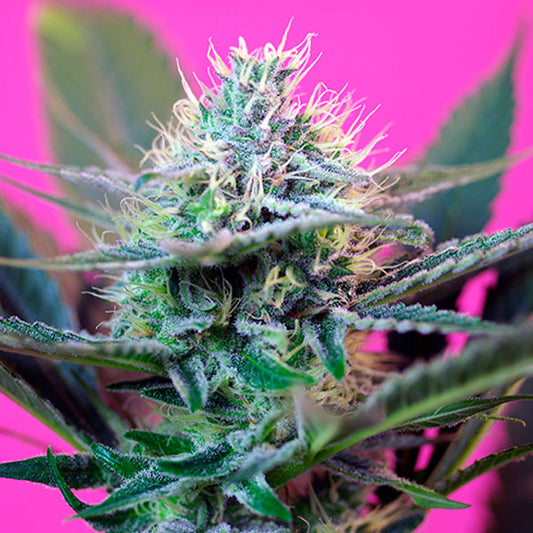 Auto + Speed  25 u. fem. Granel Profesionales Sweet Seeds