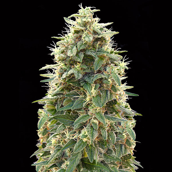 Auto 00 Cheese   5 pz. fem. 00 Seeds