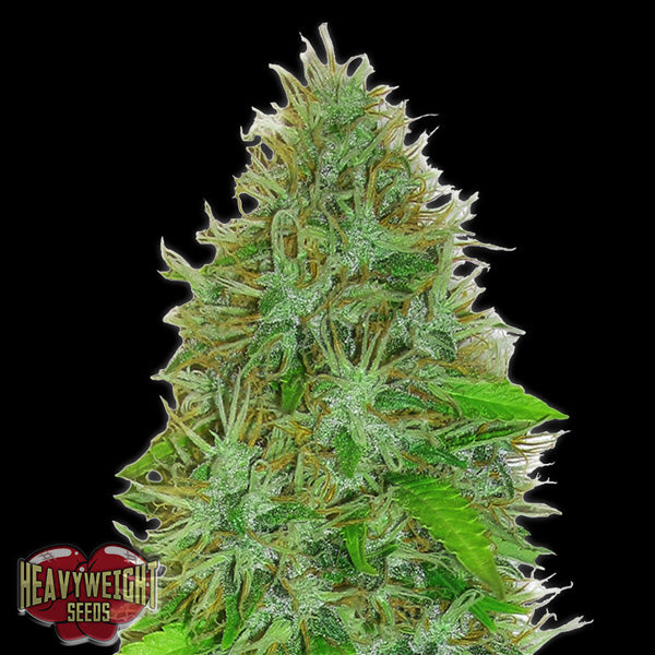 Auto 2 Fast 2 Vast 5 pz fem. Heavyweight Seeds