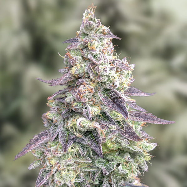 Auto #9 Pound Hammer 5 ud High Speed Buds