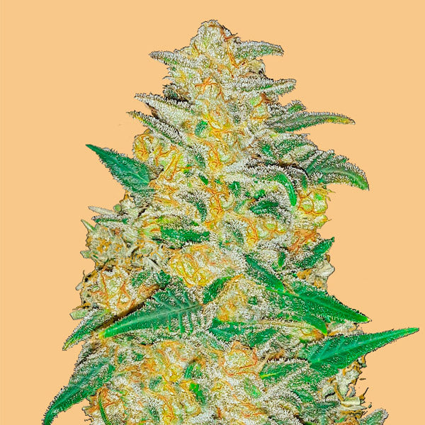 Auto AK 10 u. fem. FastBuds Seeds