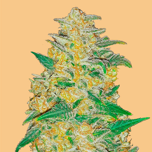 Auto AK 10 u. fem. FastBuds Seeds