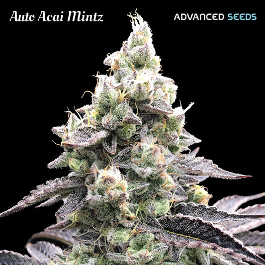 Auto Acai Mintz 3 + 1 pz. fem. Advanced Seeds