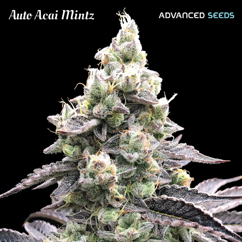 Auto Acai Mintz   5 + 2 u. fem. Advanced Seeds