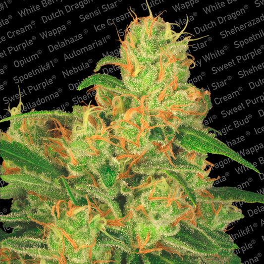 Auto Acid  10 u. fem. Paradise Seeds