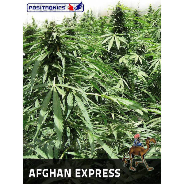 Auto Afghan Express 3 u. fem. Positronics Seeds