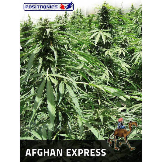 Auto Afghan Express  3 u. fem. Positronics Seeds