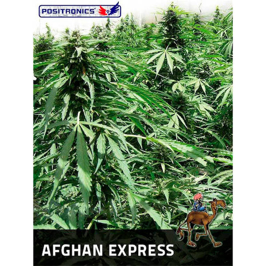 Auto Afghan Express  5 u. fem. Positronics Seeds