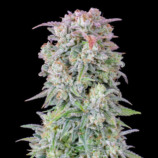 Auto Afghan Kush 5 u. fem. FastBuds Seeds