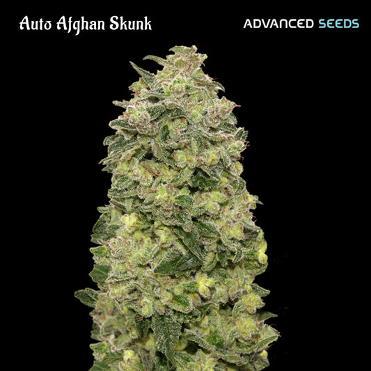 Auto Afghan Skunk 5 + 2 pz. fem. Advanced Seeds