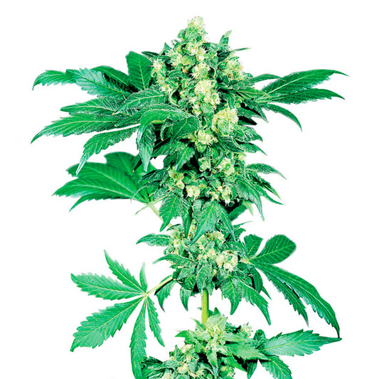 Auto Afghani # 1 10 u.  fem. Sensi Seeds