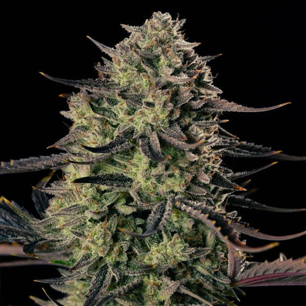 Auto Alien Gas XXL 10 pc Silent Seeds