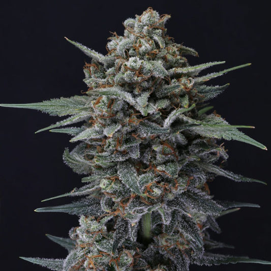 Auto Alien Snack 3 u. fem - USA Line- Pure Instinto