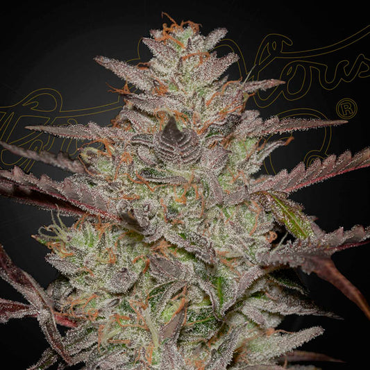 Auto Alienz 5 pc. fem. Green House