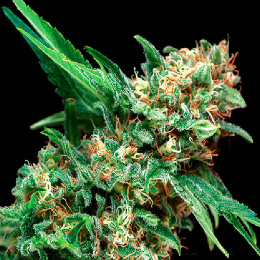 Auto Alpujarreña 3 u. fem. Pyramid Seeds