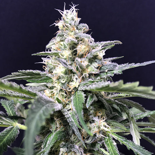 Auto Amazon Haze 5 pz. fem R-Kiem Seeds