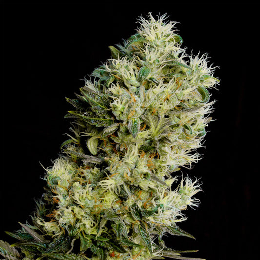 Auto Amnesia Bilbo  5 u. fem. Genehtik