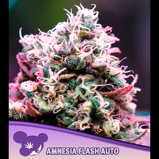 Auto Amnesia Flash 3 u. fem Anesia