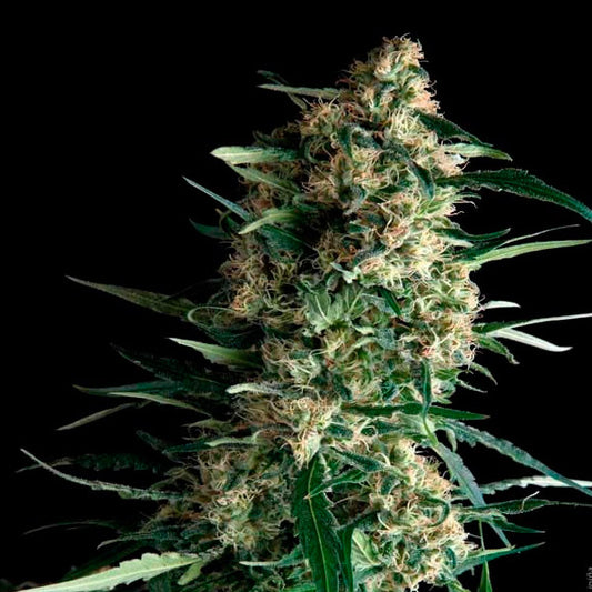 Auto Amnesia Gold 1 unit blister x 12 units fem. Pyramid Seeds