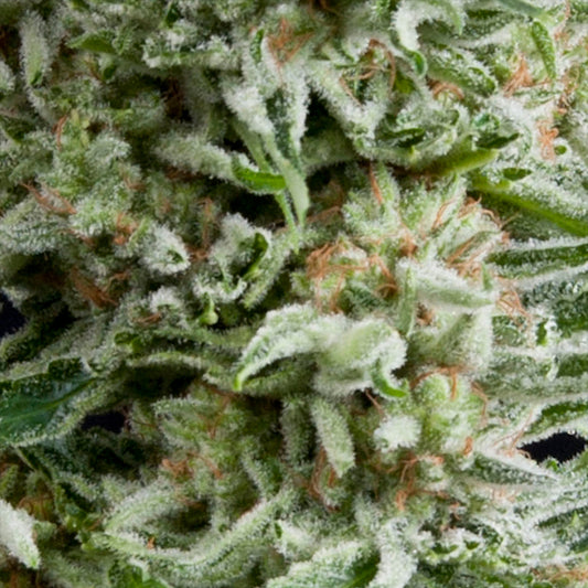 Auto Amnesia Gold 5 units fem. Pyramid Seeds